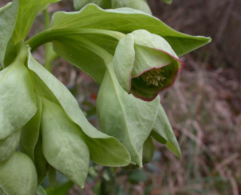 Helleborus foetidus / Elleboro puzzolente